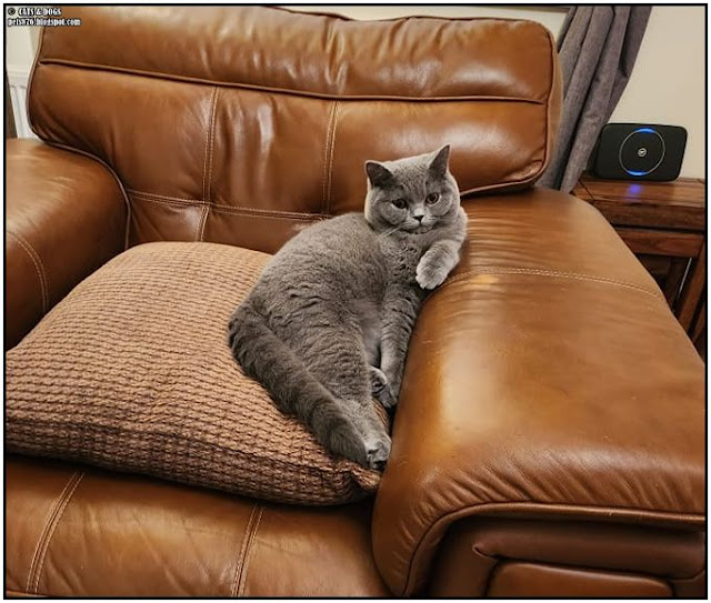 Wonderful Wednesday Blog Hop. Share NOW. #wwbh #wwbloghop #wonderfulwednesdaybloghop #eclecticredbarn